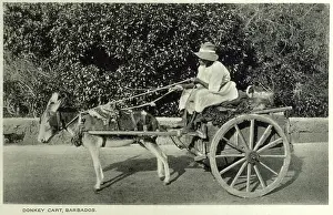 Blinkered: Barbados - Donkey Cart