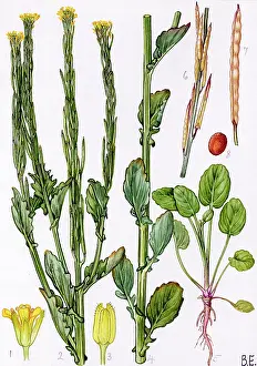 Cress: Barbarea stricta