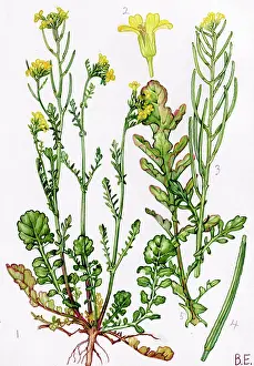Verna: Barbarea verna
