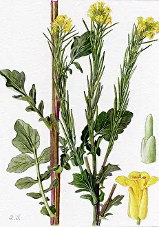 Snelling: Barbarea vulgaris
