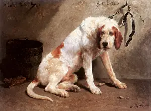 Canines: Barbaro After the Hunt