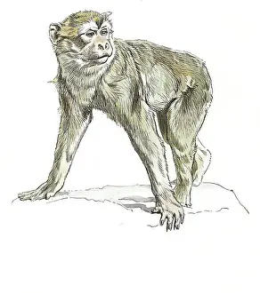 Barbary Ape