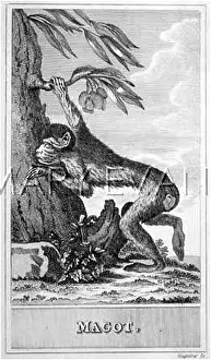 Magot: Barbary Ape