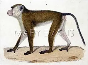 Magot: BARBARY APE