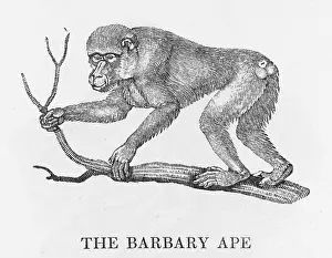 Barbary: BARBARY APE (BEWICK)