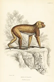 Jardines: Barbary ape, Macaca sylvanus. Endangered