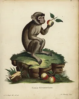 Schreber: Barbary ape or macaque, Macaca sylvanus. Endangered