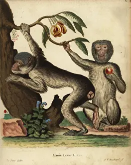 Seve: Barbary ape or macaque, Macaca sylvanus. Endangered