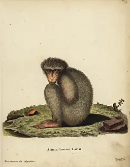 Linn: Barbary ape or macaque, Macaca sylvanus. Endangered