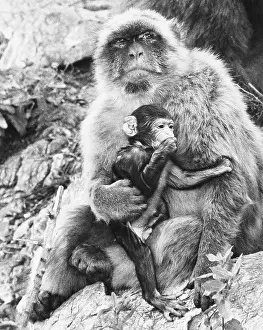 Instinct: BARBARY APE AND YOUNG
