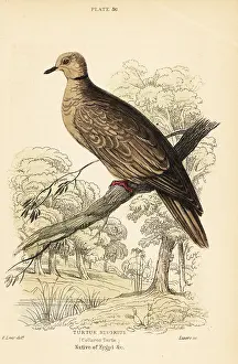 George Bell: Barbary dove, Streptopelia risoria