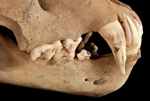 Barbary: Barbary lion skull