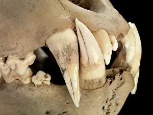 Epitheria: Barbary lion skull