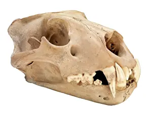 Epitheria: Barbary lion skull