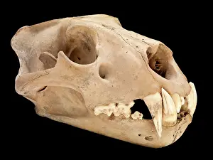 Epitheria: Barbary lion skull