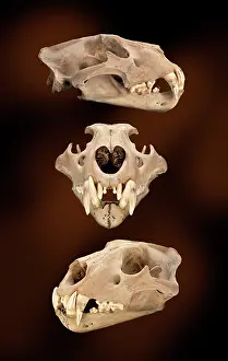 Epitheria: Barbary lion skull
