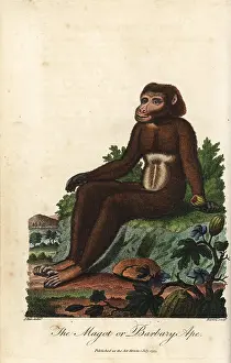 Sibly: Barbary macaque, Macaca sylvanus, endangered