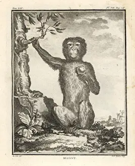 Tardieu: Barbary macaque or magot, Macaca sylvanus. Endangered