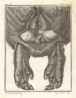 Macaca: Barbary macaque or magot, Macaca sylvanus. Endangered