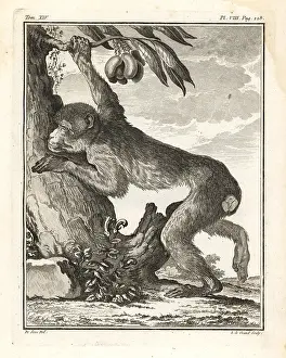Buffon: Barbary macaque or magot, Macaca sylvanus. Endangered