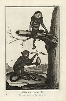 Critically Endangered: Barbary macaque and red-shanked douc