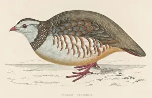 Barbary: BARBARY PARTRIDGE