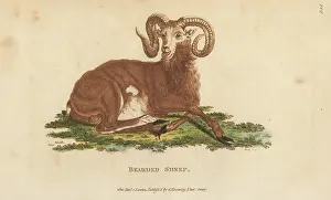 G. Kearsley: Barbary sheep, Ammotragus lervia. Vulnerable