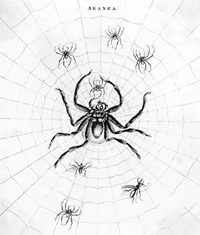 Spiders: Barbary Spider in its web