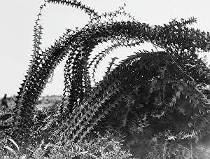 Defences: Barbed Wire 1917