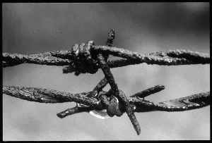 Morbid: Barbed wire detail Auschwitz