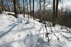 Suisse: Barbed Wire field