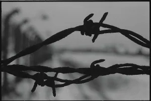 Morbid: Barbed wire from perimeter fence - Auschwitz