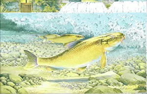 Barbel: Barbel