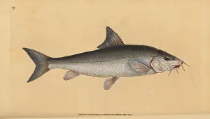 Barbus: Barbel, Barbus barbus
