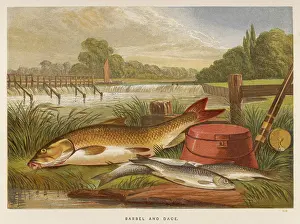 Dace: A BARBEL AND A DACE