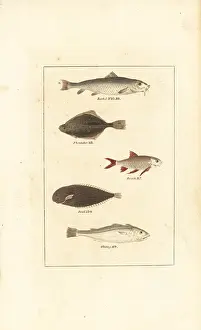 Barrs Buffon: Barbel, flounder, roach, sole, and whiting