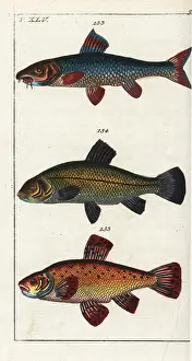 Tench: Barbel, tench and goldfish