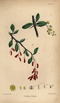 Berberis: Barberry, Berberis vulgaris
