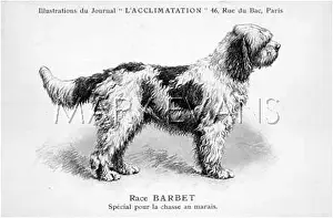 Barbet: Barbet Dog