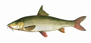 Carp: Barbus barbus, or Common Barbel