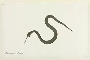 Scaled: Bardick Snake