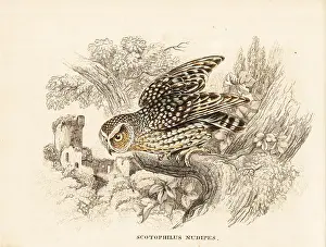 Bildersaal: Bare-legged owl, Margarobyas lawrencii