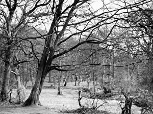 Raby: BARE SPRING BRANCHES
