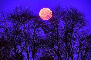 Ger002: Bare Tree Branches on a Dark Night Silhouetted against Red