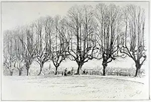 Leafless: BARE TREES IN WINTER
