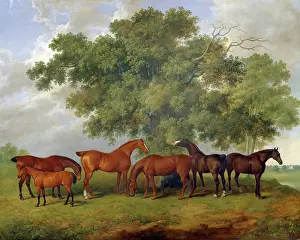Brodsworth: Barenger - The Theobald Stud