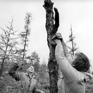 Sable: Barguzinsky Nature Reserve, 1988