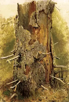 Peeling: The Bark on a Dead Tree Trunk