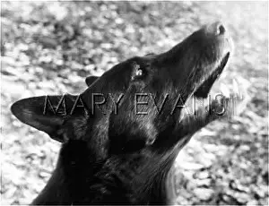 Barks: BARKING DOG