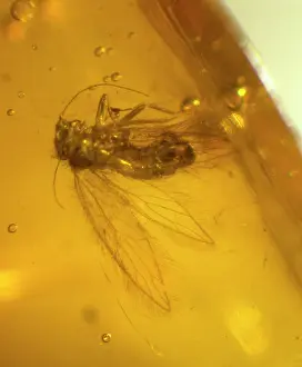 Lice: Barklouse in amber